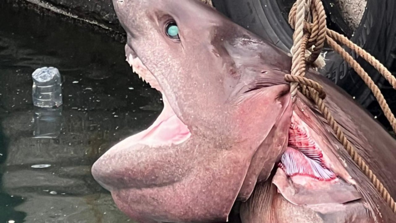 Görüntüler Türkiye'den! Dev köpek balığı görüldü