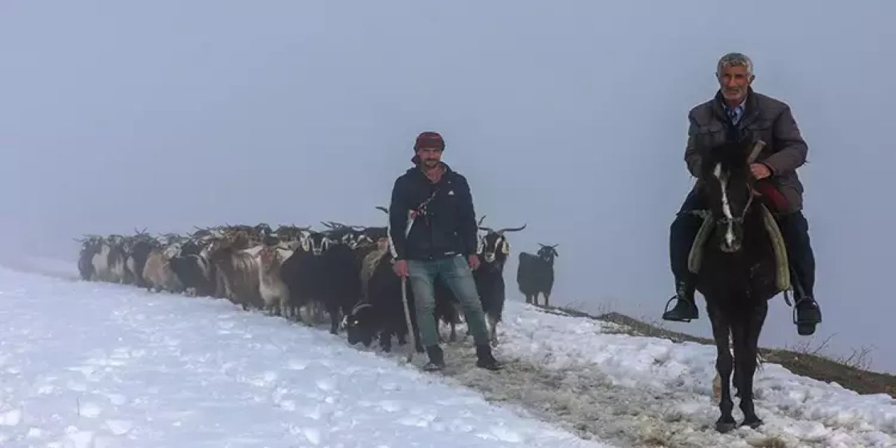 Keçi sürüsünün karda zorlu yolculuğu