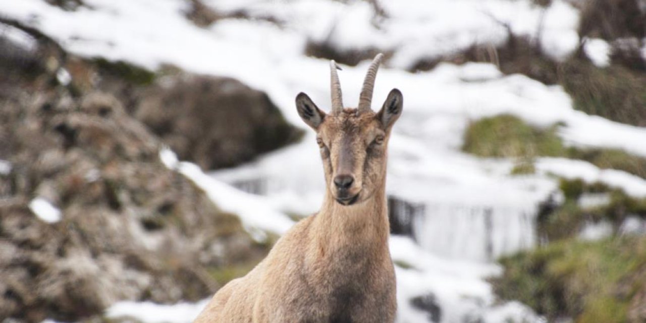 Karlı dağlarda yiyecek arayan yaban keçileri görüntülendi