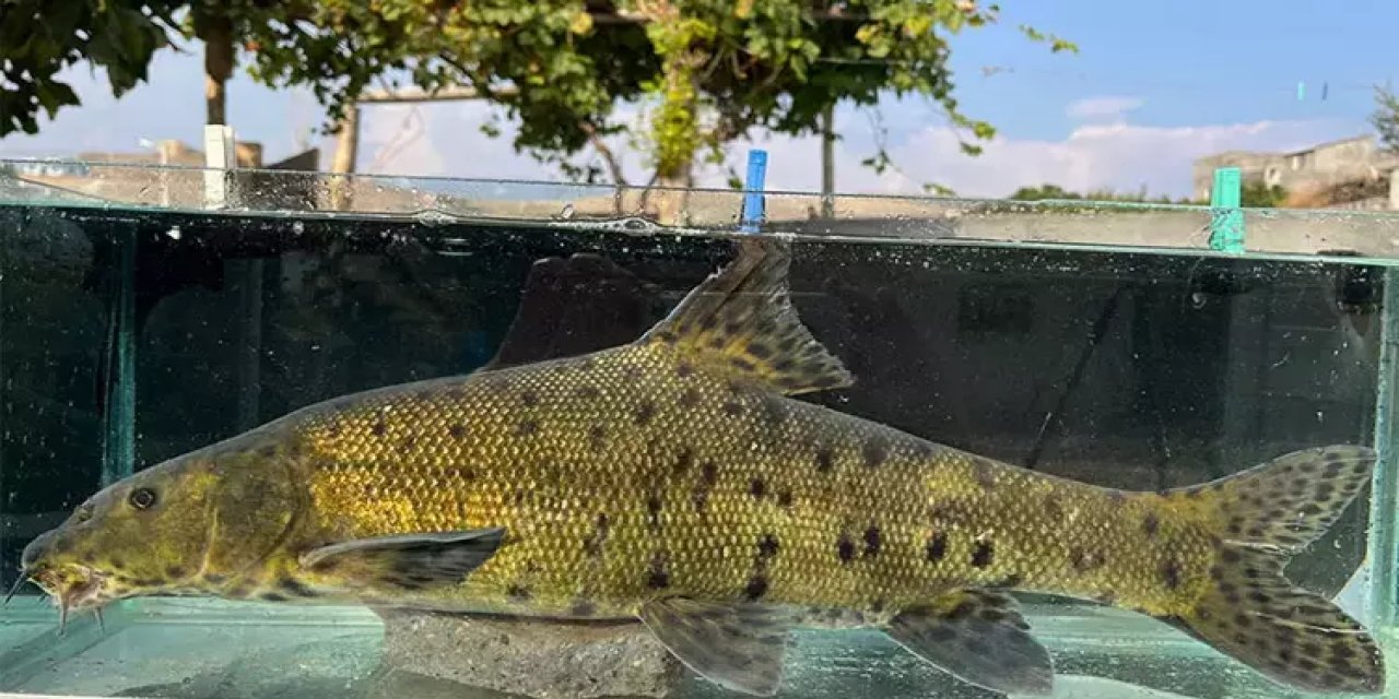 Dünyada en çok aranan 10 balıktan 2’ncisi Dicle Nehri’nde bulundu