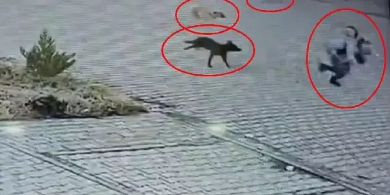 Diyarbakır’da köpek saldırısını esnaf önledi