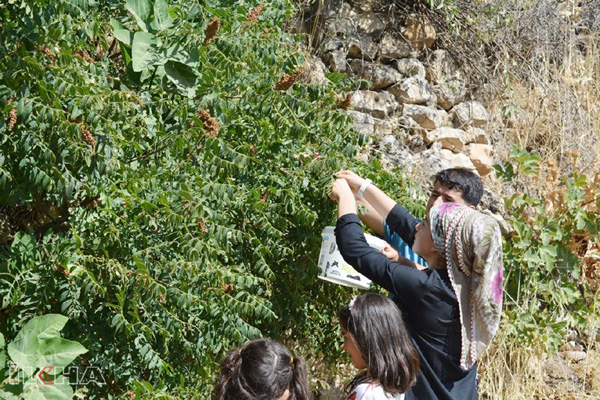 Video Haber: İştah açıcı özelliğe sahip sumak hasadı yapılmaya başladı