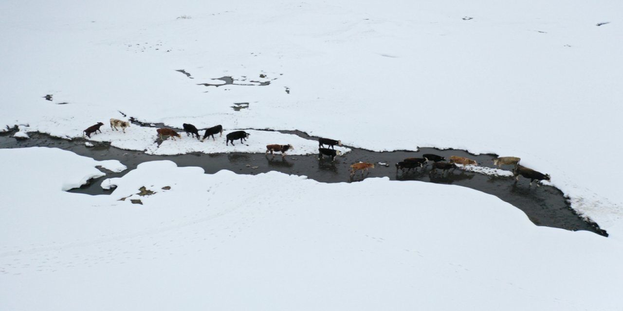 Karla kaplı Ağrı'da besiciler, hayvanlarının su ihtiyacını derede karşılıyor