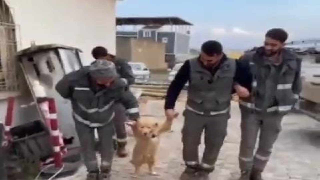 Diyarbakır'da köpek halay çekti