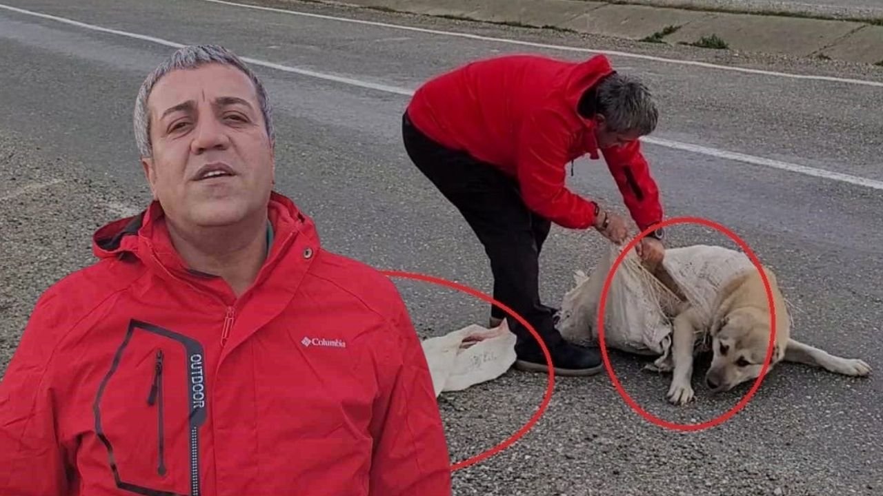 Diyarbakır'da insanlık örneği: Ölüme terkedilen Köpeği kurtardılar