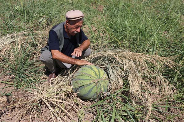 Diyarbakır karpuzu görücüye çıkmaya hazır