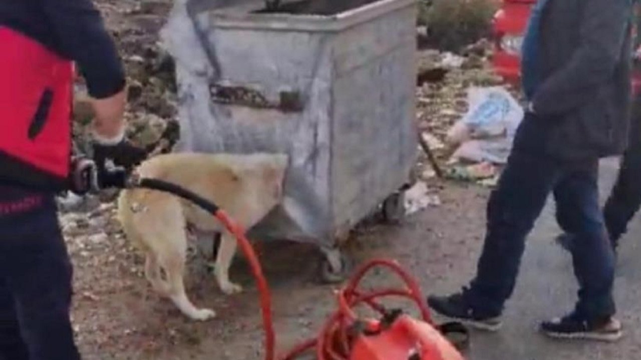 Diyarbakır’da itfaiye ekipleri köpek için seferber oldu