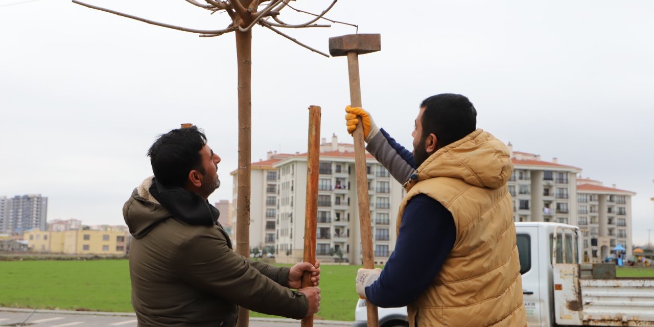 Piran Caddesi ağaçlandırıldı