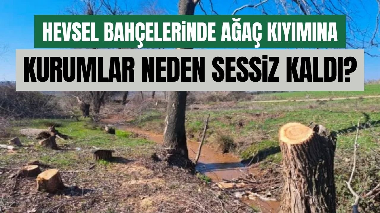 Diyarbakır Hevsel Bahçelerinde ağaç kıyımı!