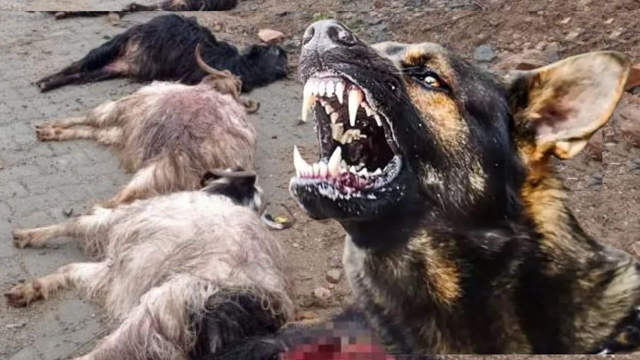 Diyarbakır'da sokak köpeği saldırısı