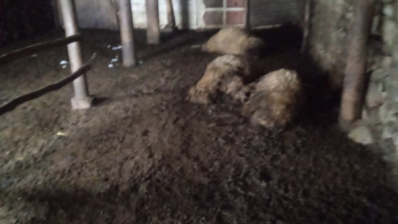 Yüksekova'da çöken ağıl, çok sayıda koyunun canına mal oldu