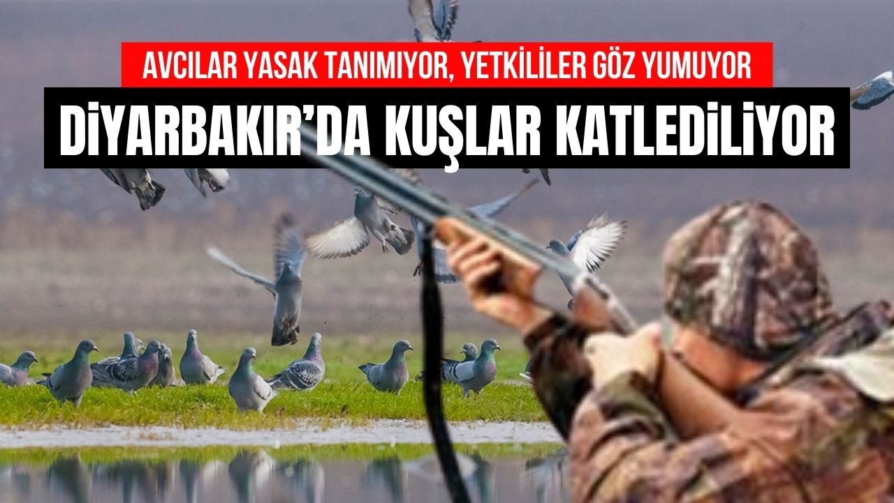Diyarbakır’da tepki çeken avlama: Çok sayıda kuş öldürüldü