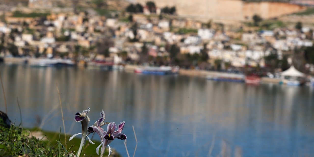 Fırat Nehri kıyısında açan çiçekler fotoğraflandı
