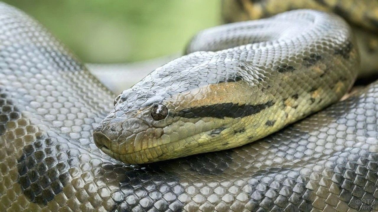 Dünyanın en büyük yılanı görüntülendi