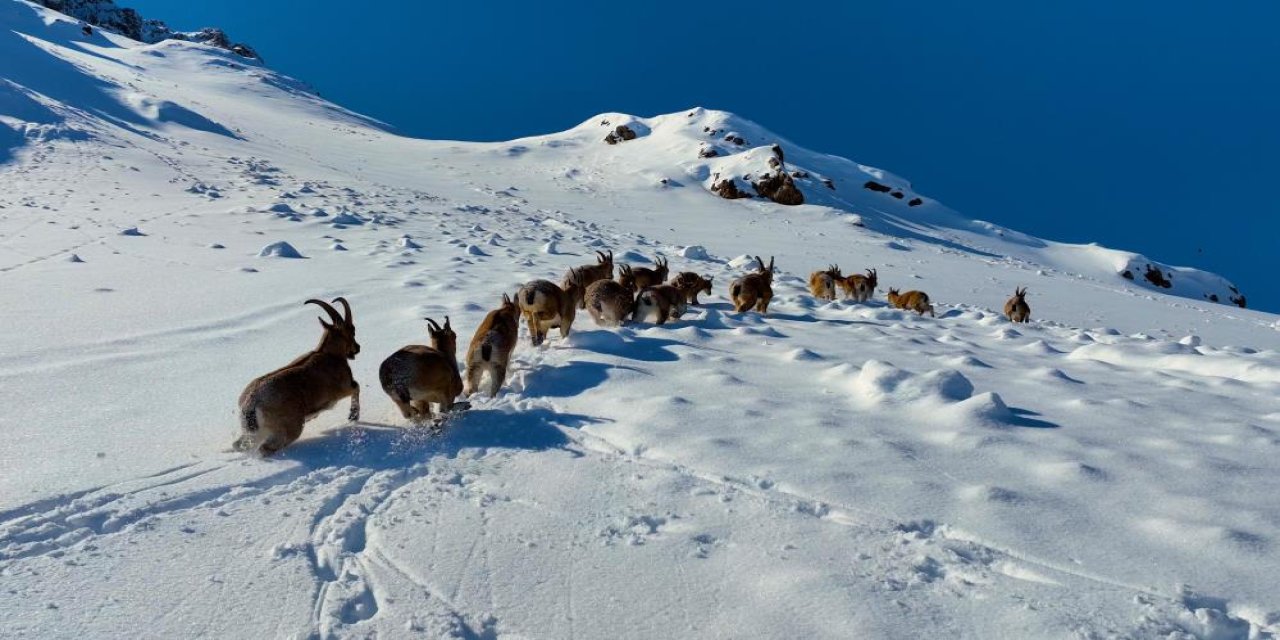 Çengel boynuzlu yaban keçileri Munzur Dağı’nda görüntülendi