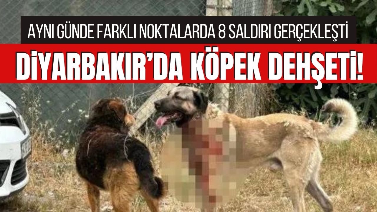 Diyarbakır’da dehşet: Çok sayıda kişi köpek tarafından ısırıldı