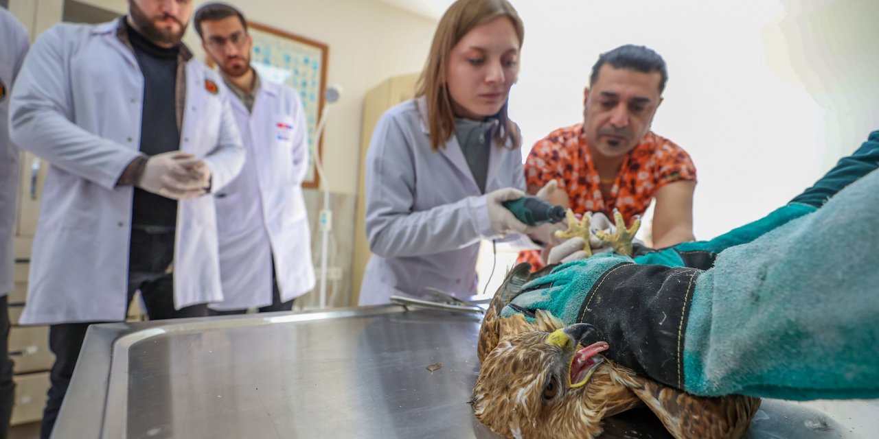 Diyarbakır'da yaban hayvanlarının tedavisini uygulamalı öğreniyorlar