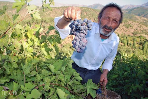 Video Haber: Bitlis ekonomisine büyük katkı sunan üzüm hasadına başlandı