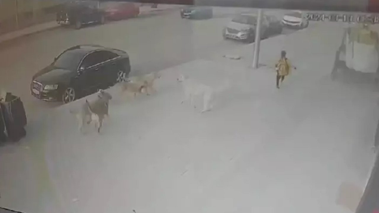 Sokak köpeklerinin çocuğa saldırdığı anlar kamerada