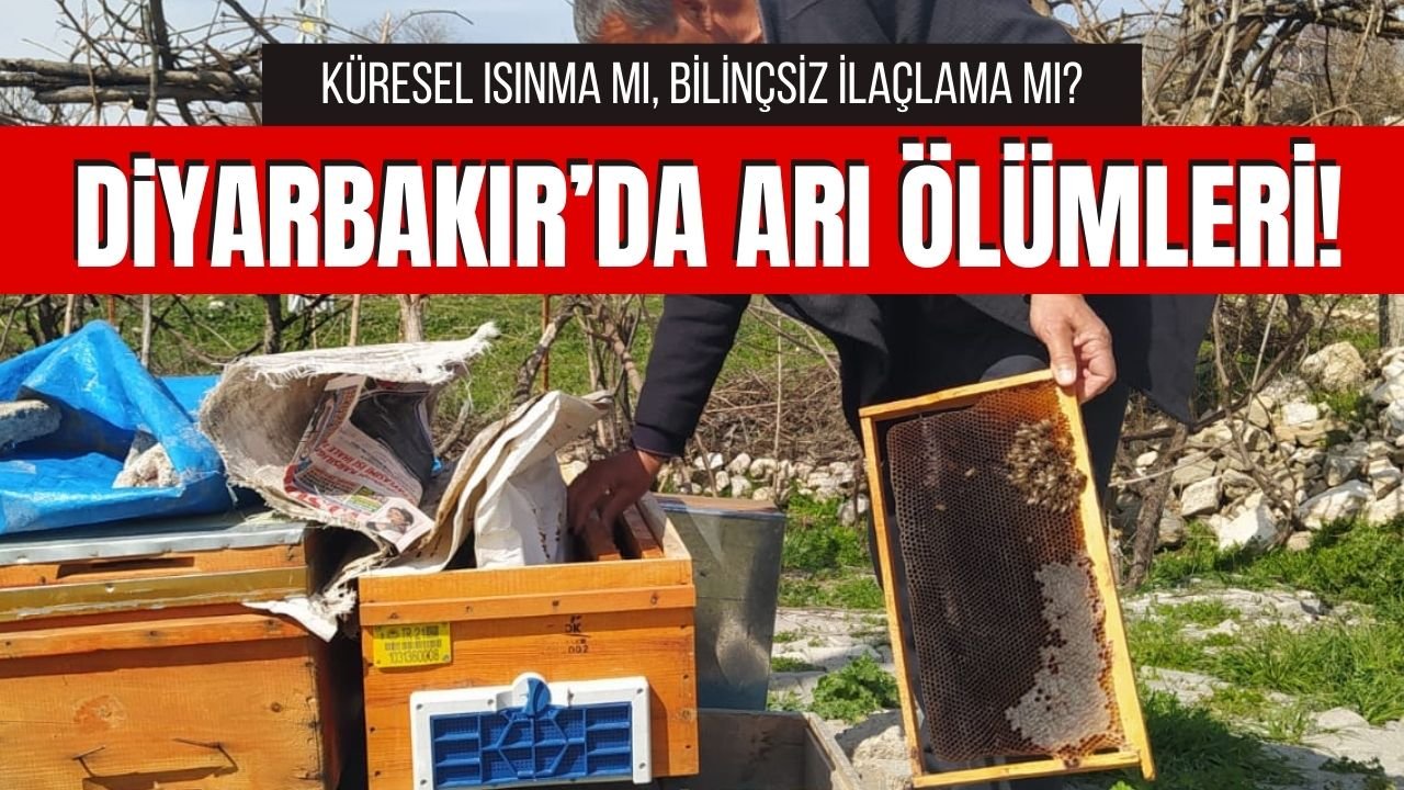Diyarbakır’da on binlerce arı öldü