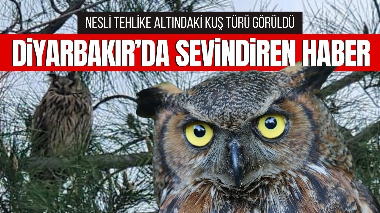 Nesli tükenmekte olan boynuzlu baykuş Diyarbakır’da görüldü
