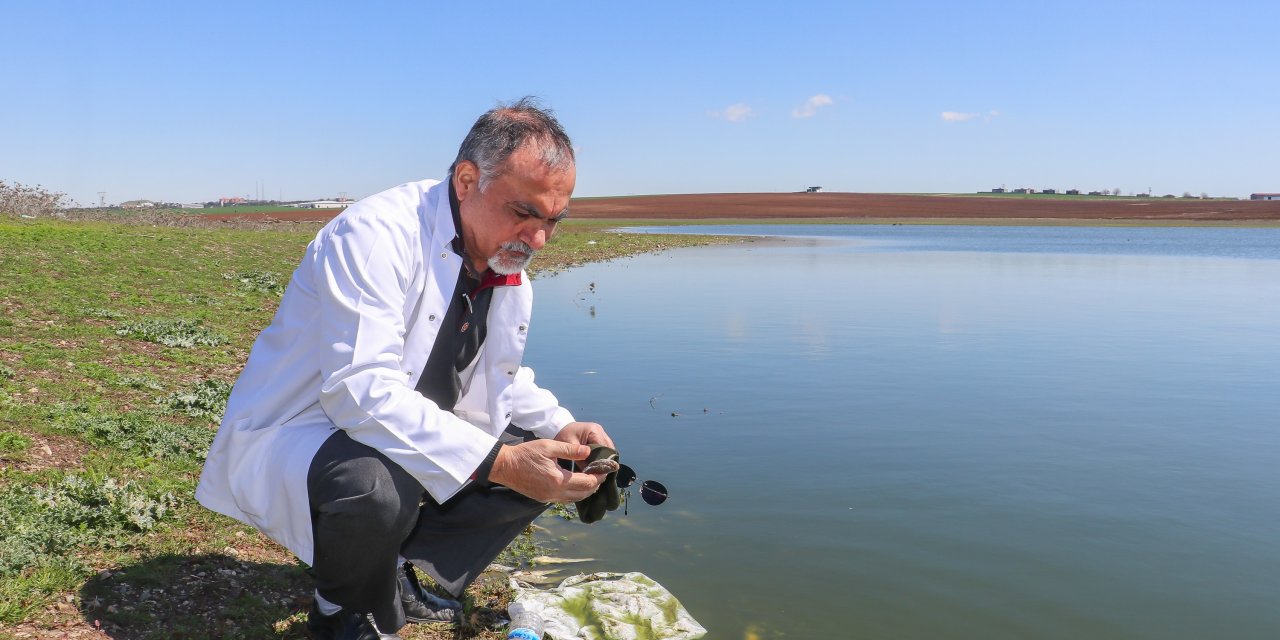 Diyarbakır'ın ‘kuş cenneti’nde toplu balık ölümleri