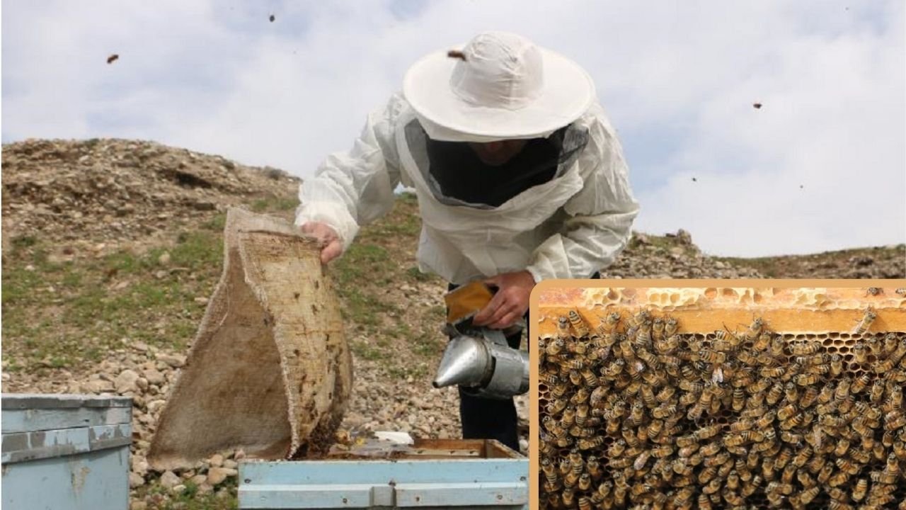Diyarbakır'da arı ölümleri endişelendiriyor