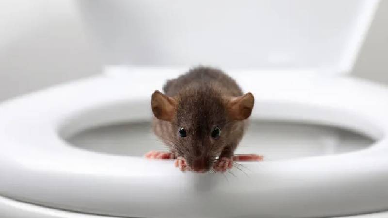 76 yaşındaki adam tuvalette gizlenen fare tarafından ısırıldı