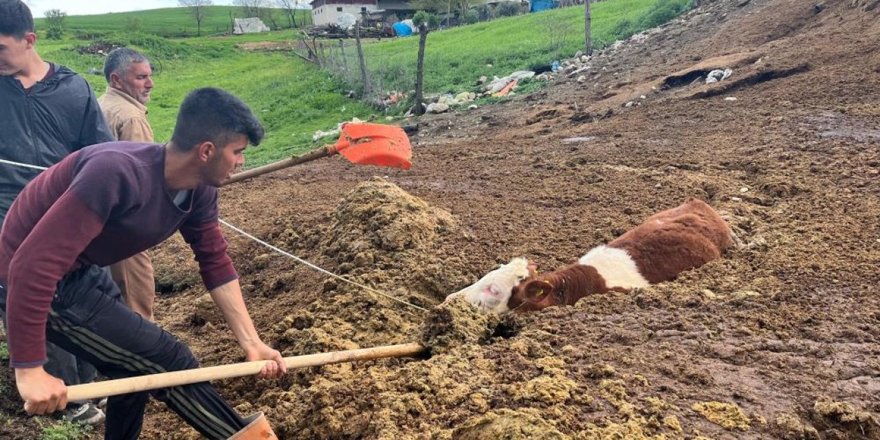 Diyarbakır’da tezek yığınına batan inek yavrusu saatler sonra kurtarıldı