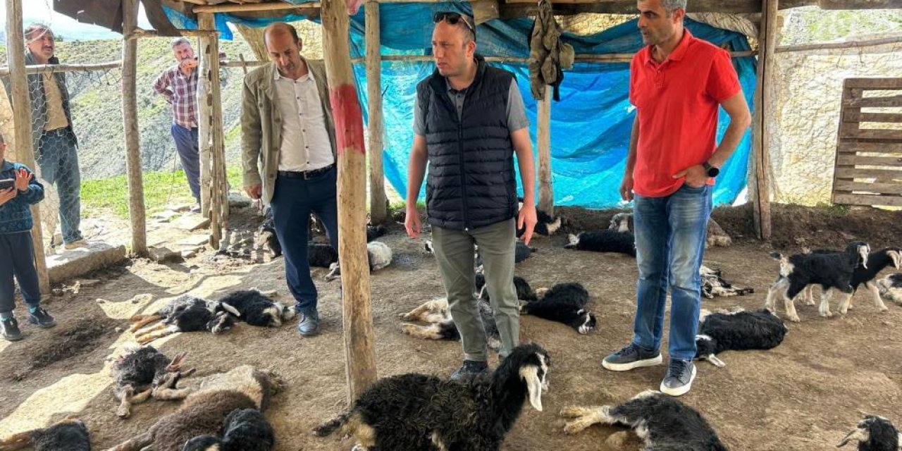Diyarbakır’da başıboş köpekler 45 oğlağı öldürdü