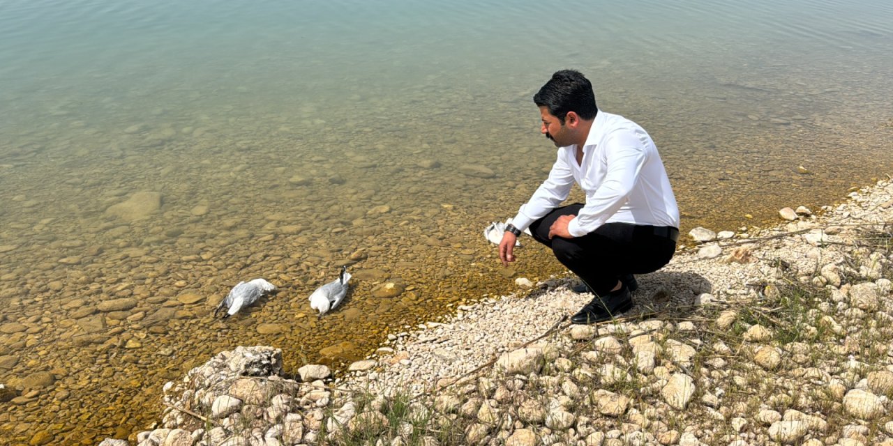 Atatürk Barajı'nda martı ölümleri: 'Tedirginlik başladı'