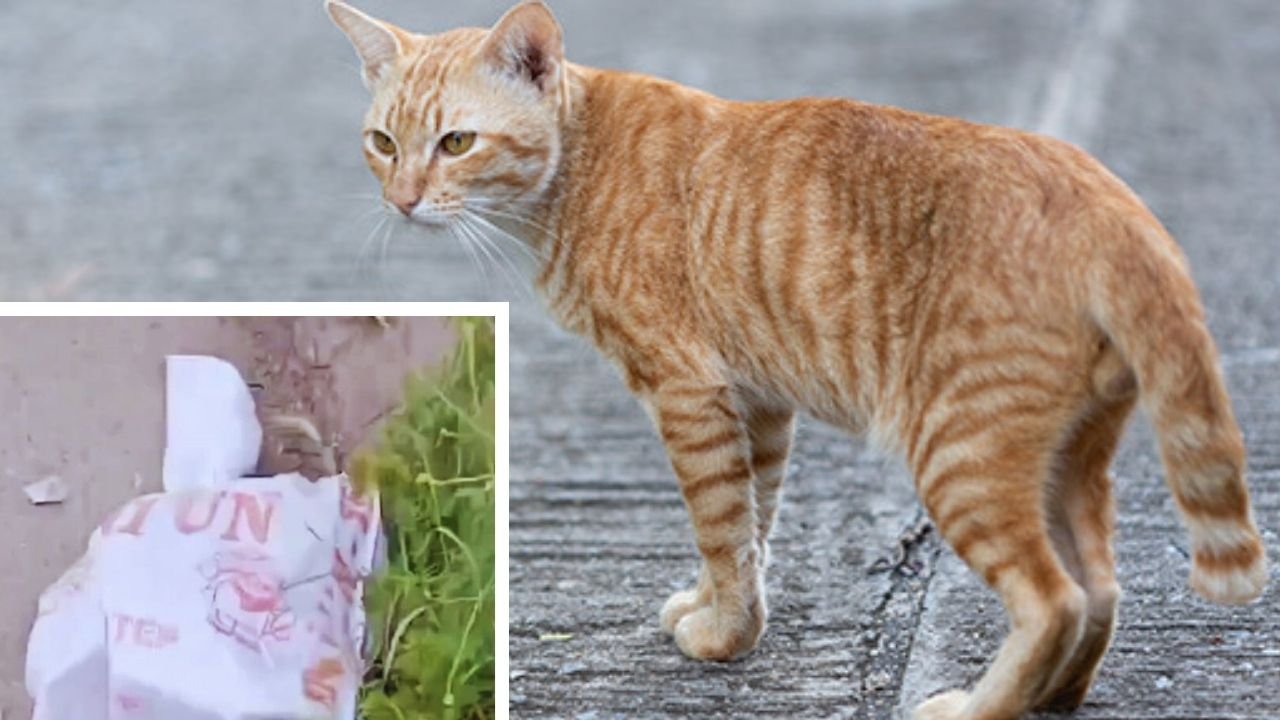 Diyarbakır’da çuvala koyulup atılan kedi kurtarıldı