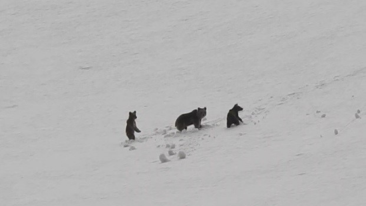Anne ayı ve yavruları karlı arazide görüntülendi