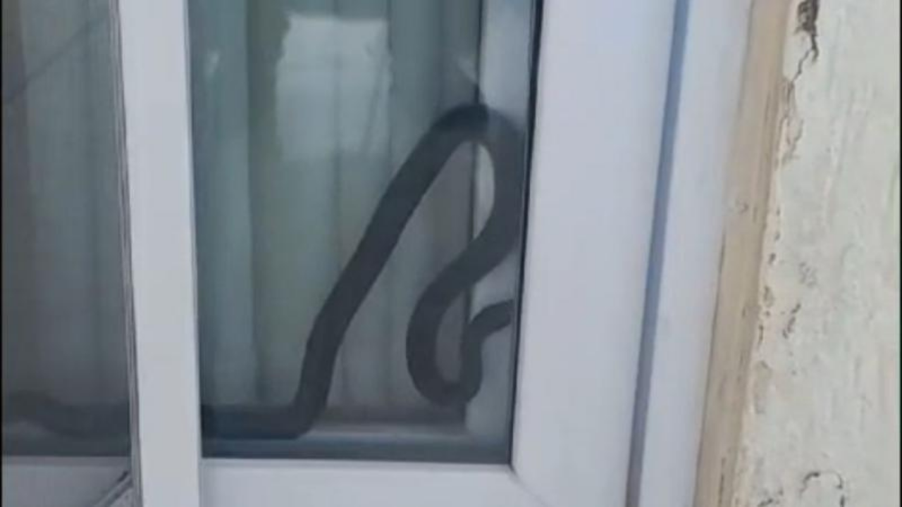Eve giren yılan panik yarattı!