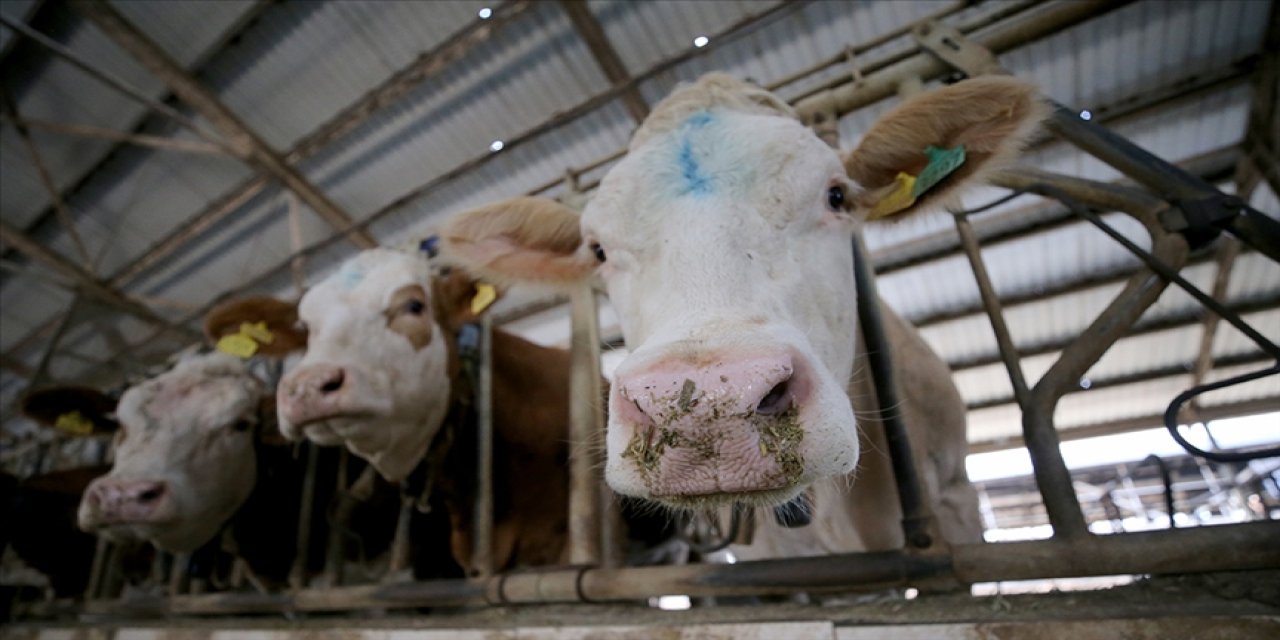 Türkiye’de toplanan süt miktarı ocakta yıllık bazda yüzde 4,7 artarak 915,5 bin ton oldu