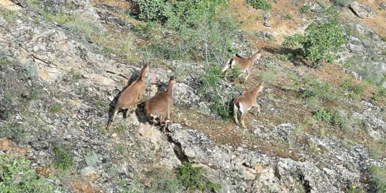 Terk edilmiş mezrada dağ keçileri görüntüledi