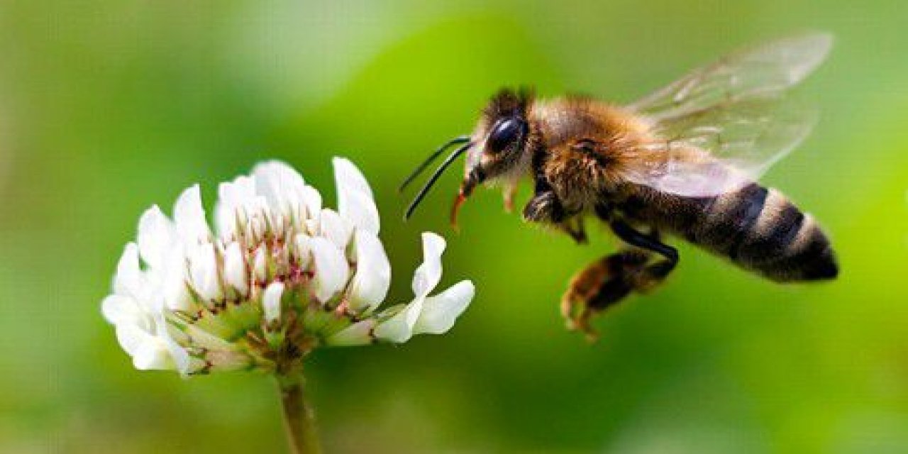 İklim değişikliği arı ölümlerini artırıyor