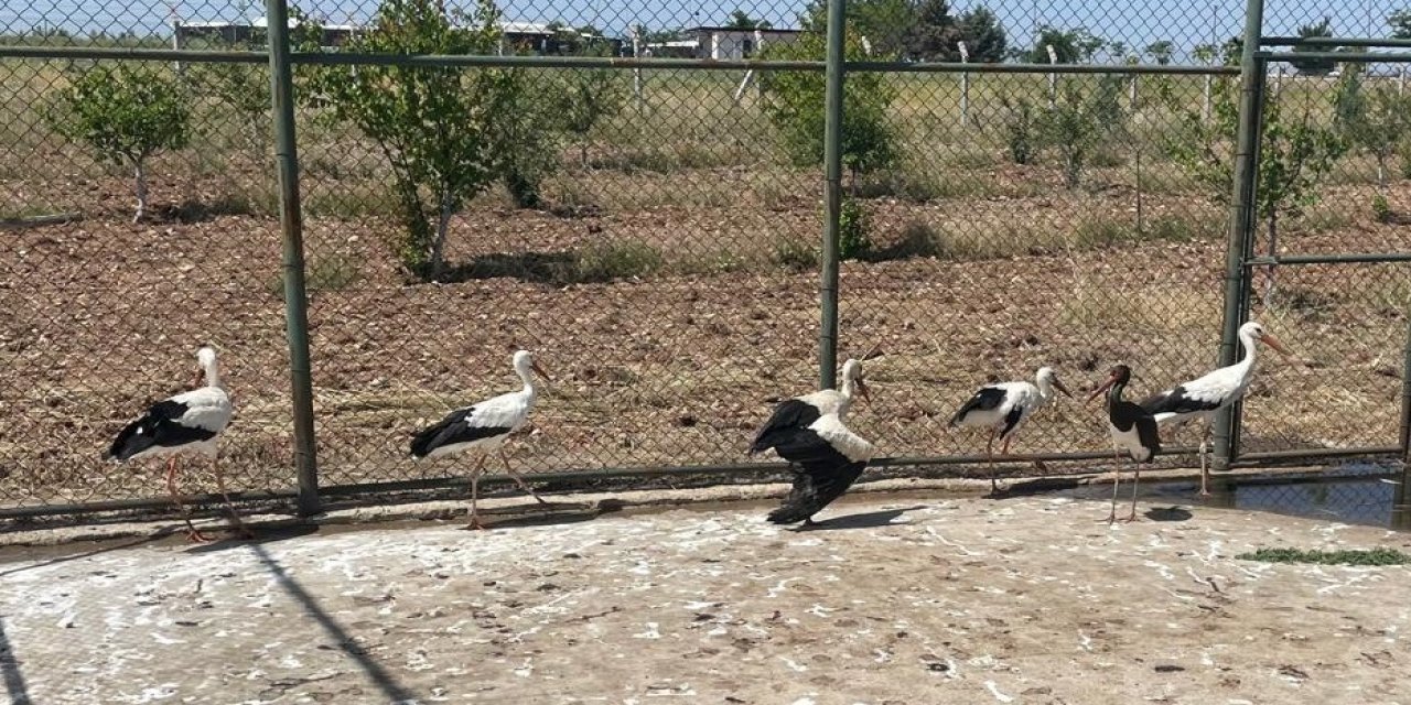 Diyarbakır’da yaralı leylek koruma altında