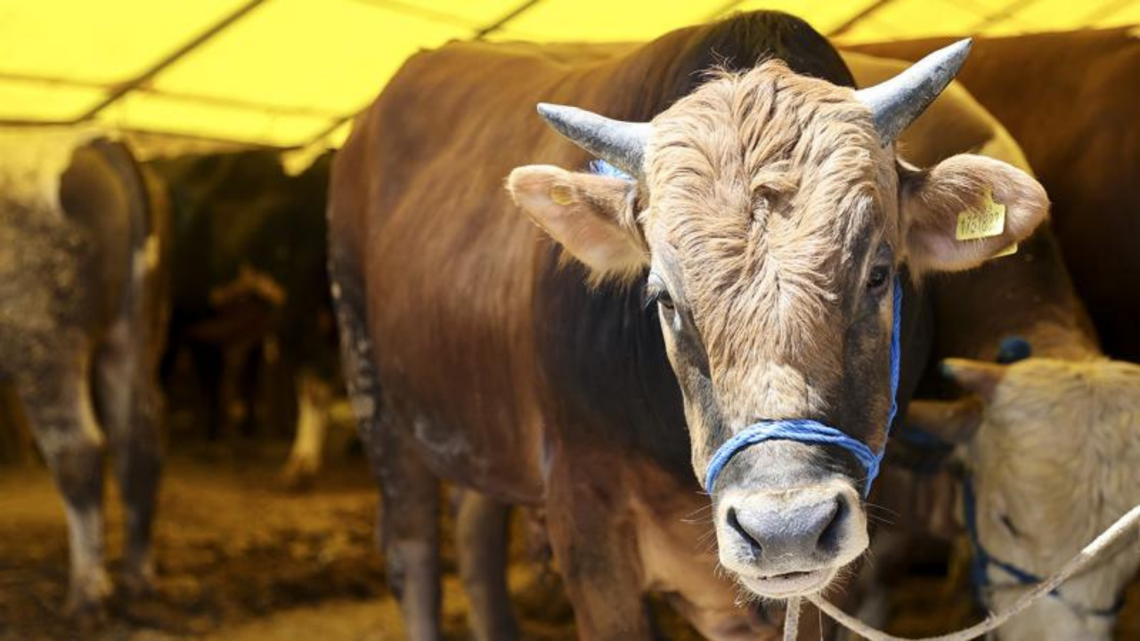 "Tarım Cebimde" ile hayvanın şeceresini 3 tıkta görün!