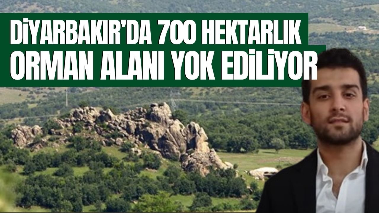 Diyarbakır’da 700 hektarlık orman alanı yok ediliyor