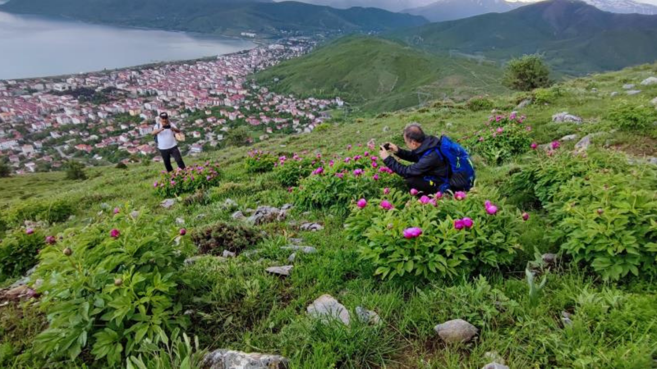 Bitlis'te kısa ömürlü şakayıklar açtı