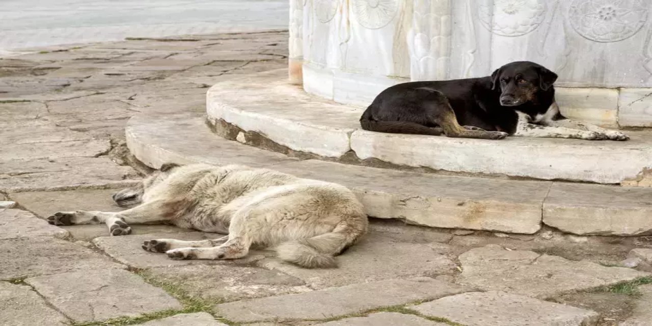 Sokak köpekleri ile ilgili yeni gelişme