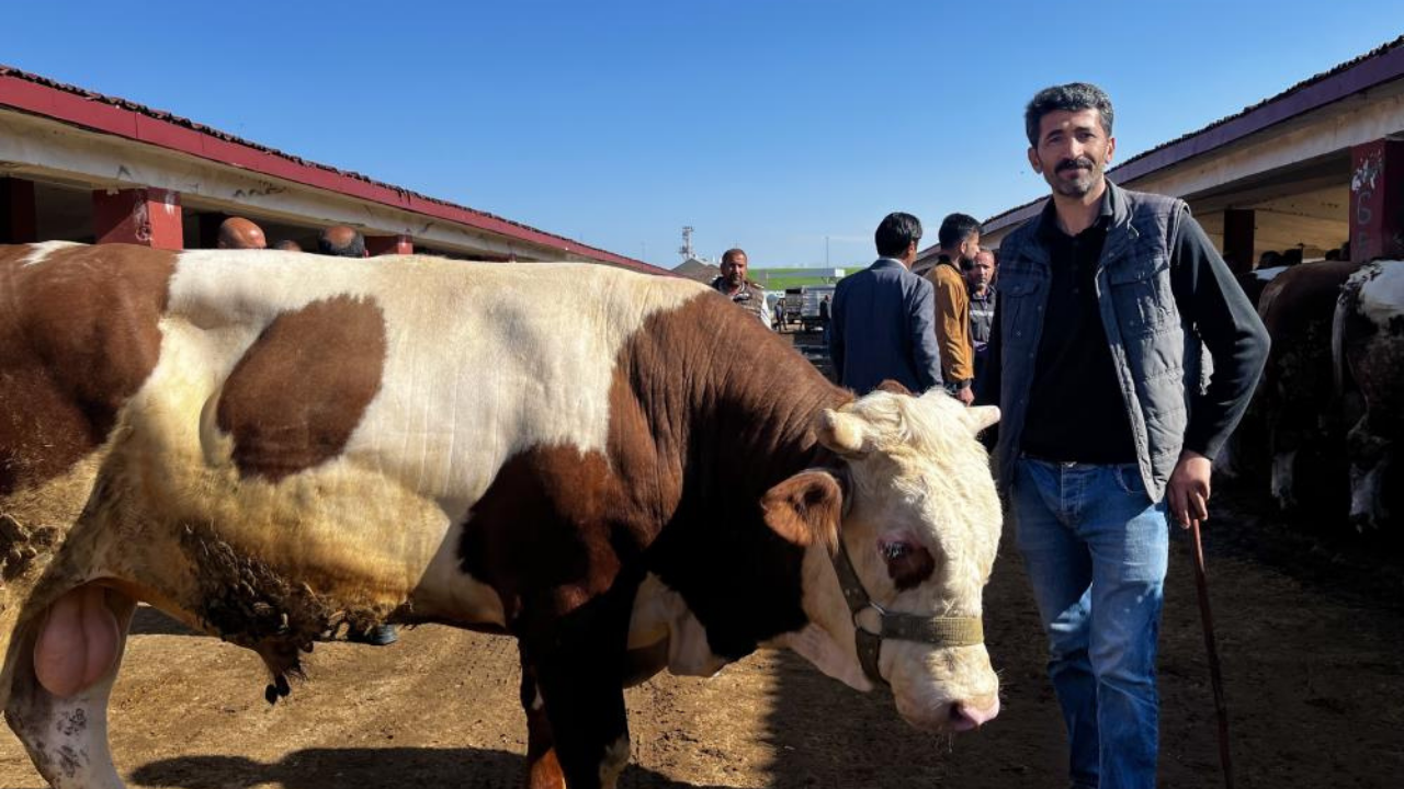 Doğu'dan batıya kurban sevkiyatında düşüş!