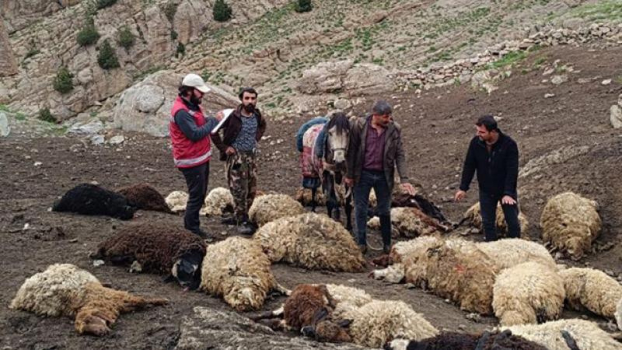 Kurtlar sürüye saldırdı: 74 koyun öldü