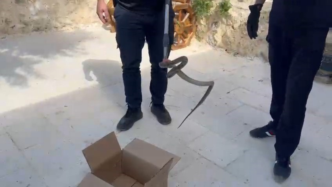 Elazığ'da tarihi camiyi yılan bastı!