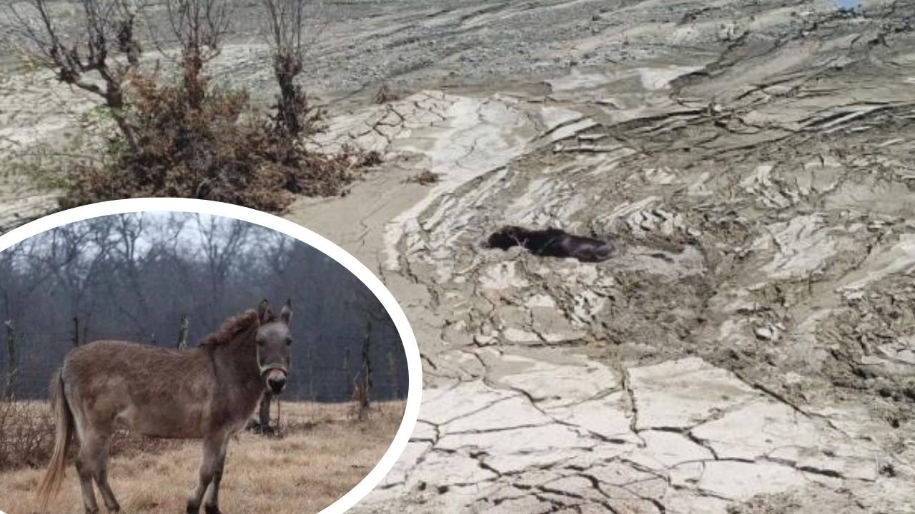 Diyarbakır’da bataklıkta mahsur kalan katır kurtarıldı