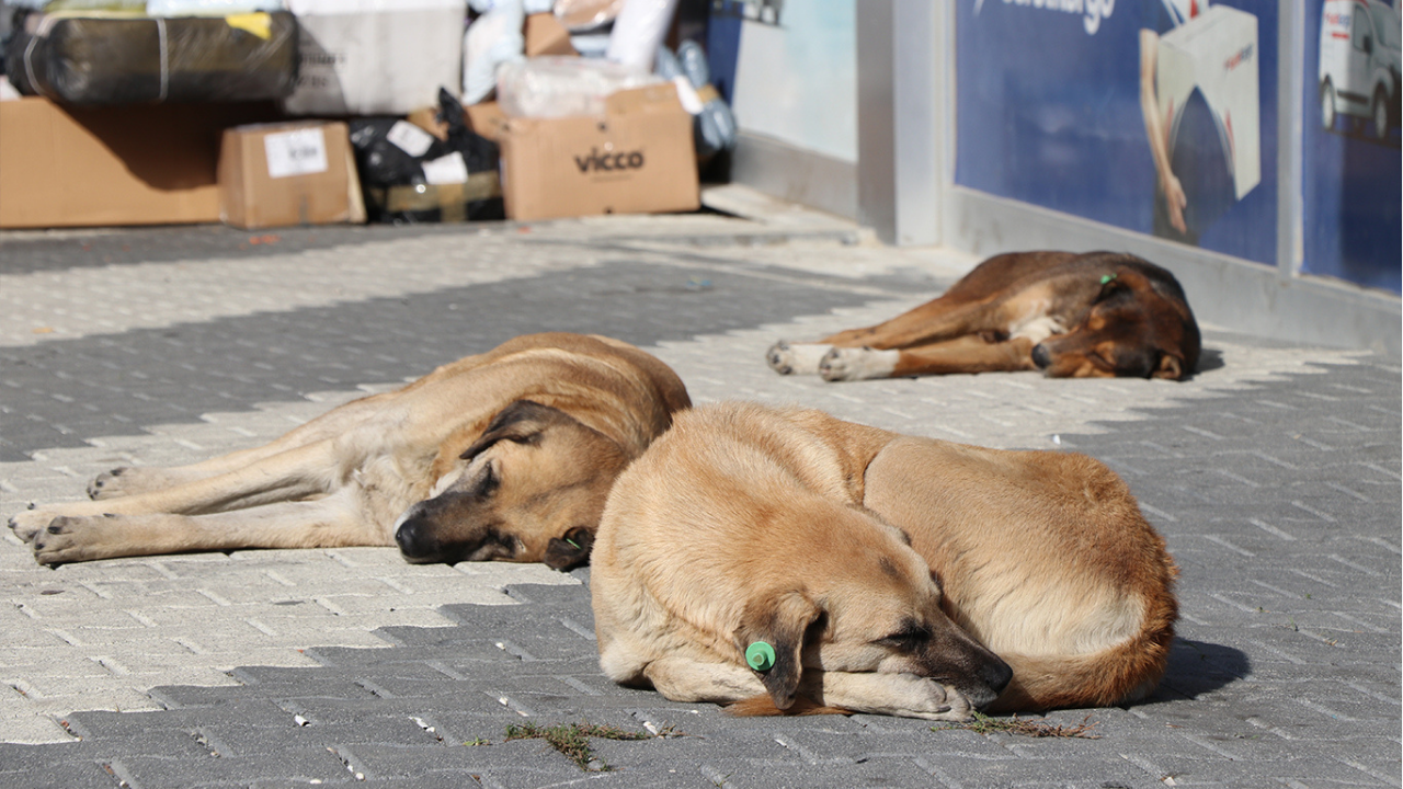 Hasta köpeklerle Ankara'ya girenler yakalandı!