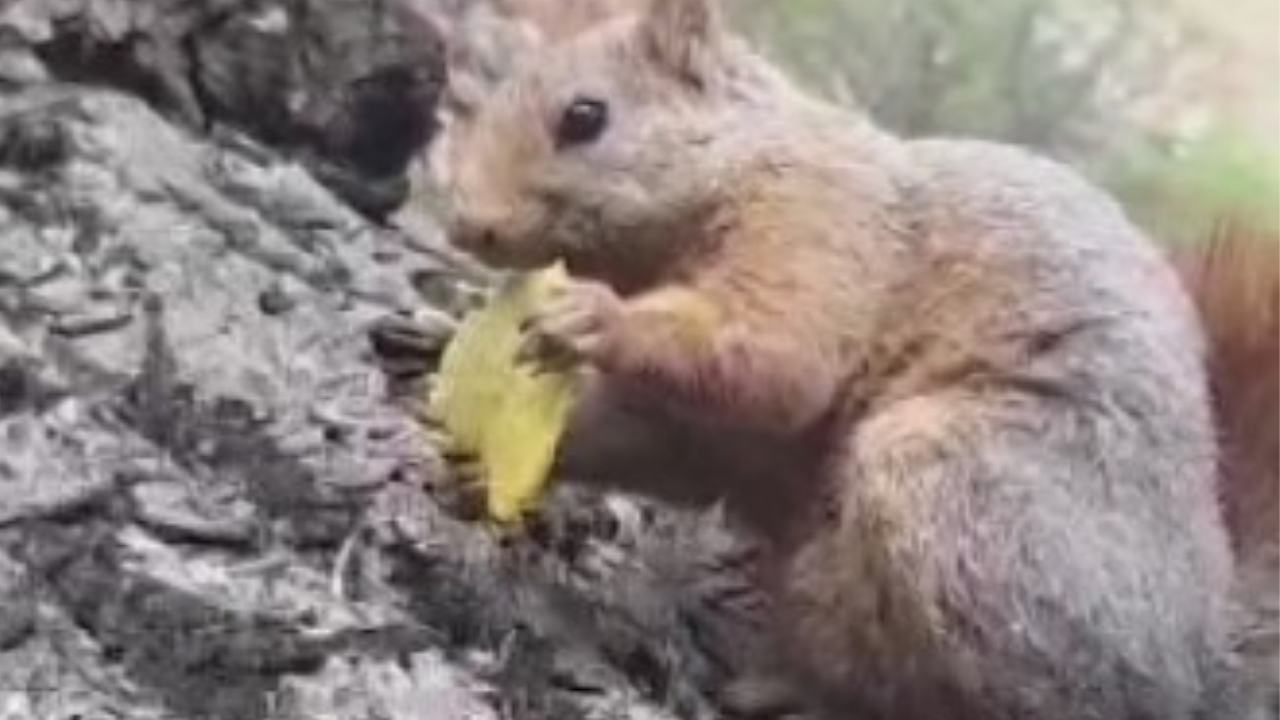 Sincap bir vatandaşın cipsini yedi