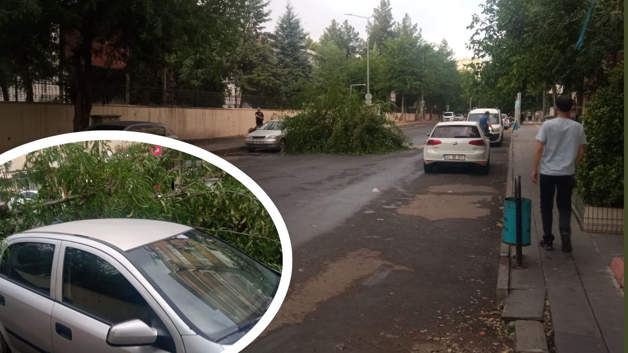 Diyarbakır'da ağaç aracın üzerine devrildi