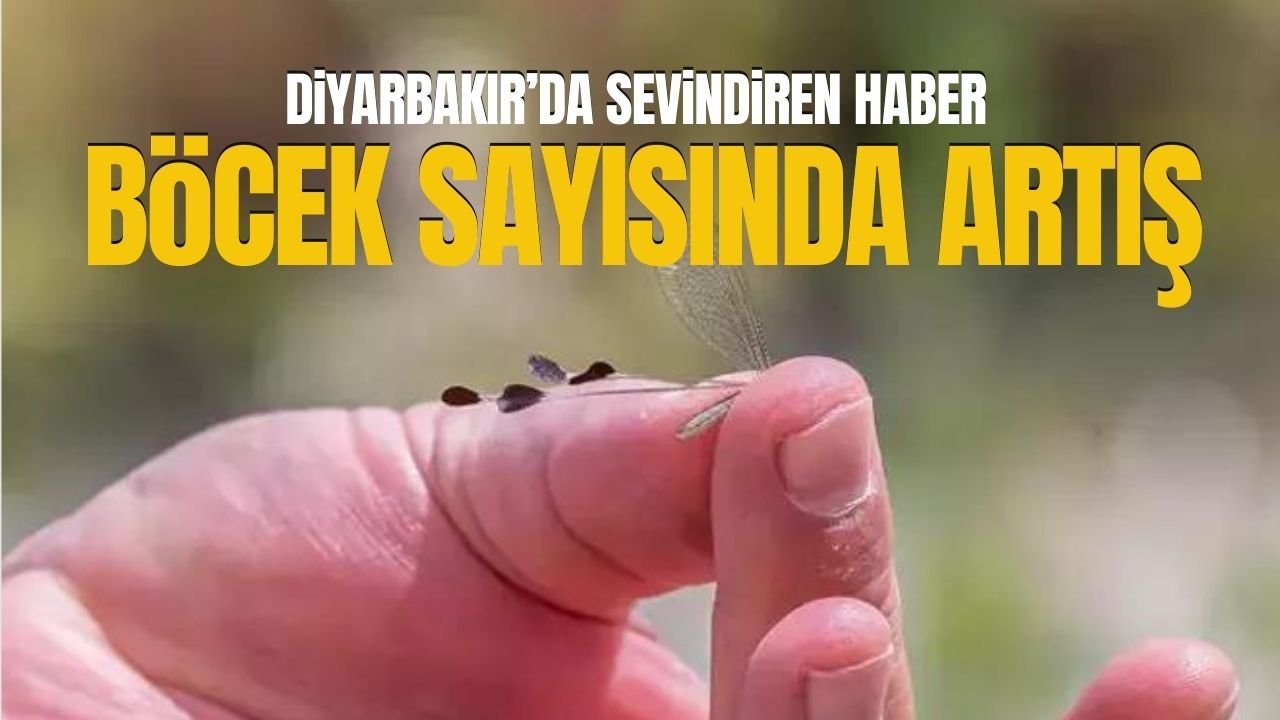 Diyarbakır’da sevindiren haber: O böceğin sayısında artış var